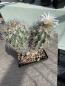 Preview: Echinomastus warnockii
